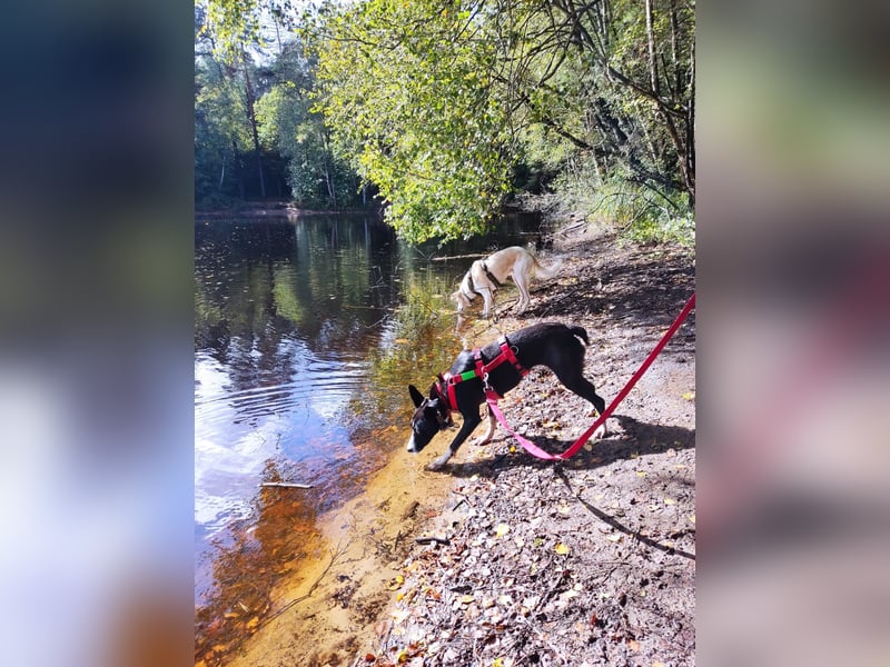 Berta: Eine ganz besondere Hündin (52385 Nideggen)