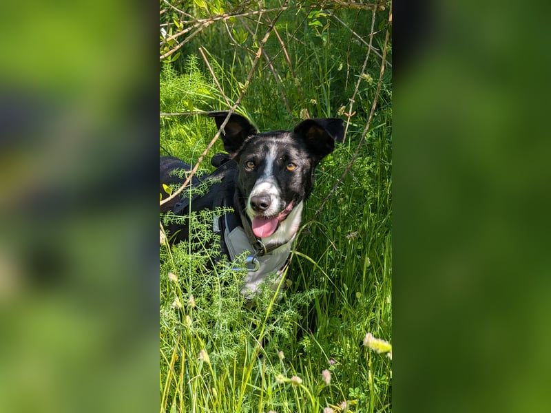 Berta: Eine ganz besondere Hündin (52385 Nideggen)