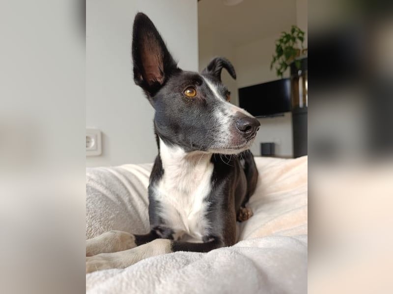 Berta: Eine ganz besondere Hündin (52385 Nideggen)