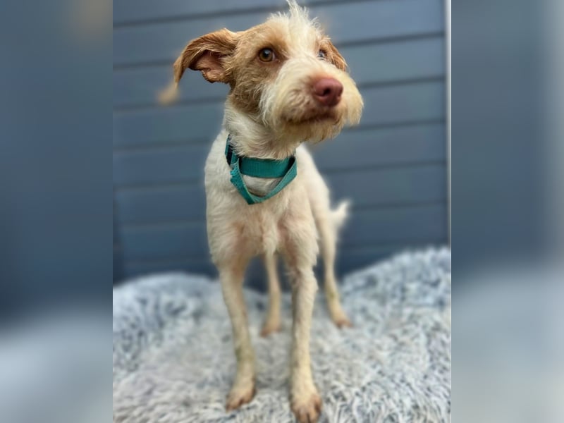 Cosmo: Kleiner Podengo-Mix, großes Comeback