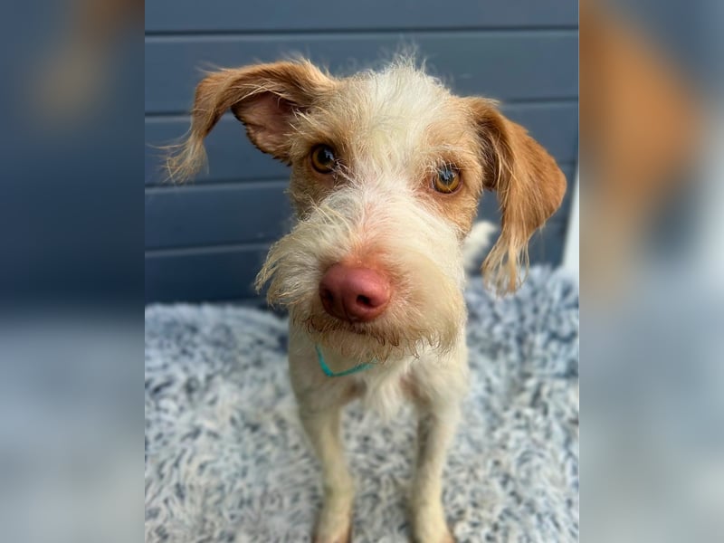 Cosmo: Kleiner Podengo-Mix, großes Comeback