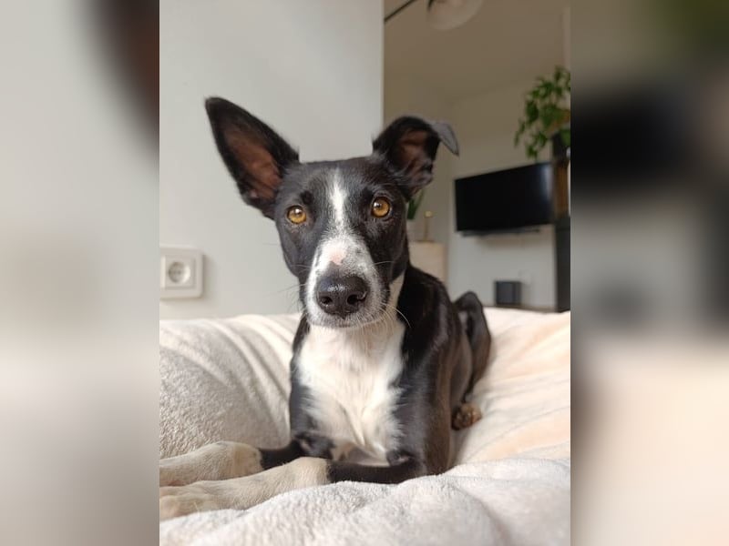 Berta: Eine ganz besondere Hündin (52385 Nideggen)