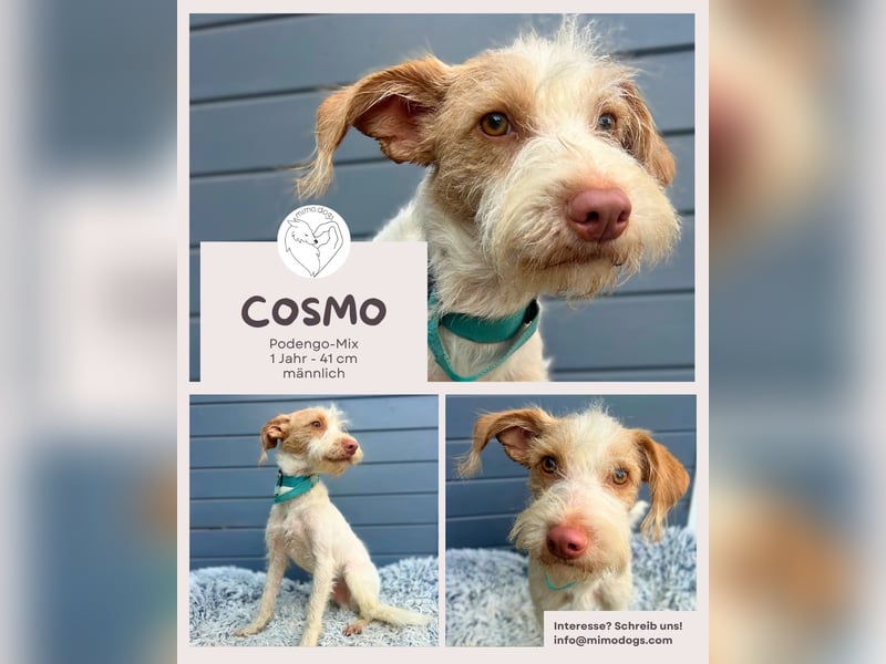 Cosmo: Kleiner Podengo-Mix, großes Comeback