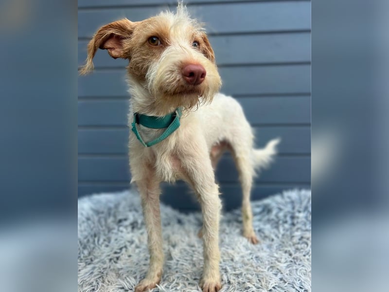 Cosmo: Kleiner Podengo-Mix, großes Comeback