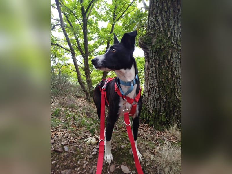 Berta: Eine ganz besondere Hündin (52385 Nideggen)