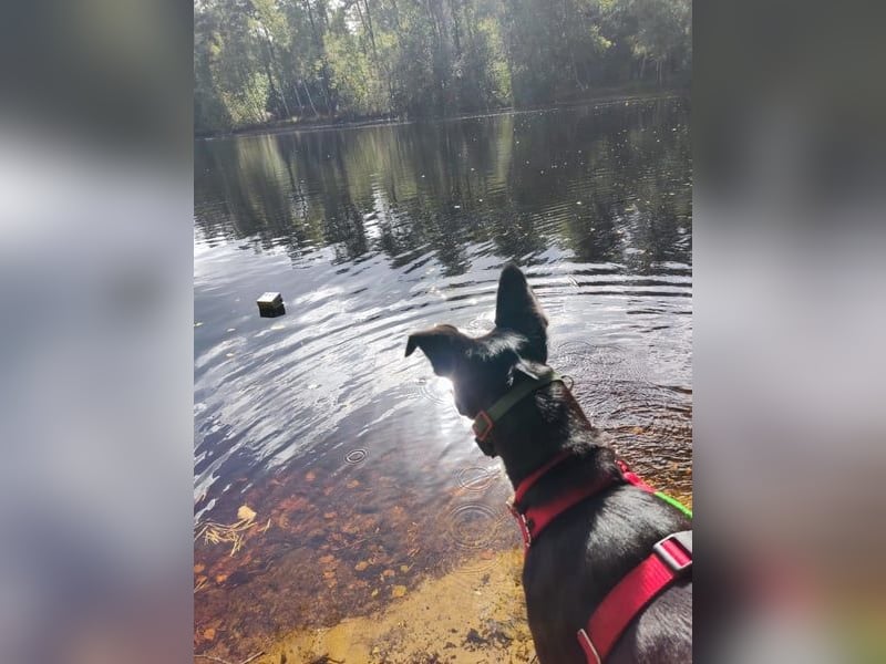 Berta: Eine ganz besondere Hündin (52385 Nideggen)