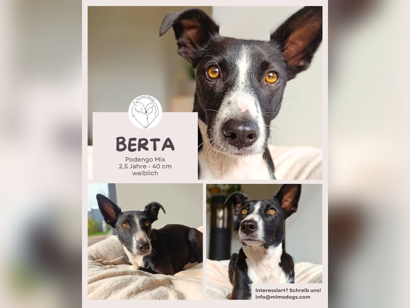 Berta: Eine ganz besondere Hündin (52385 Nideggen)