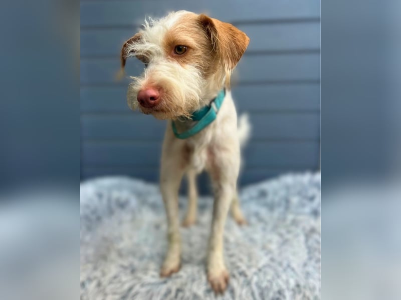 Cosmo: Kleiner Podengo-Mix, großes Comeback