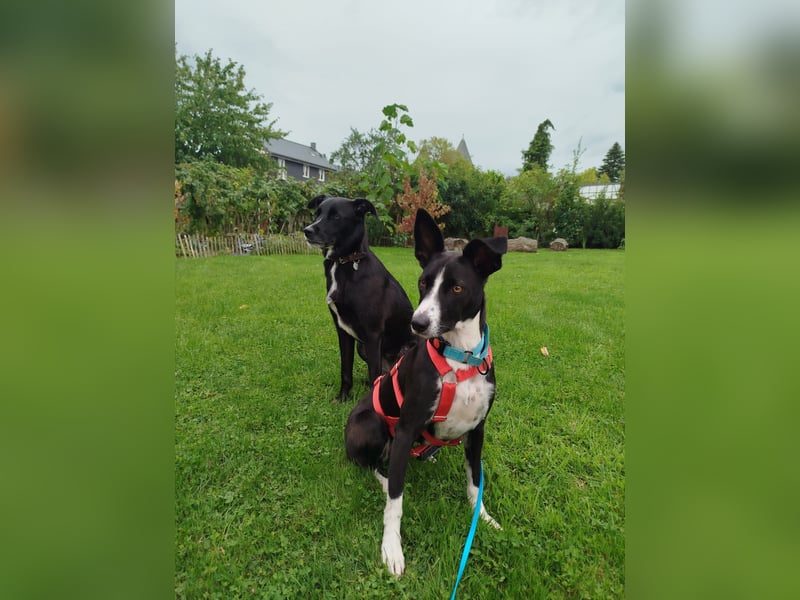 Berta: Eine ganz besondere Hündin (52385 Nideggen)