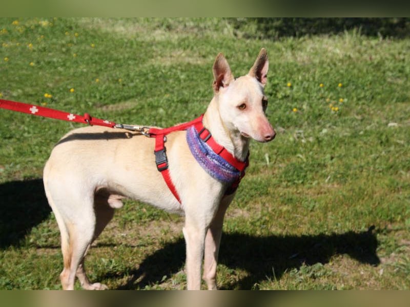 LUCAS-liebenswert, anhänglich, freundlich,  aber nach Ende der Jagdsaison einfach ausgesetzt