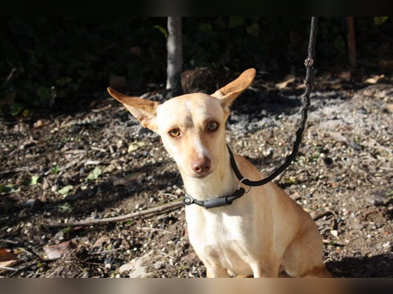 DAISY-zarte, süße Maus einfach ausgesetzt- jetzt wartet sie sehnsüchtig auf liebevolles Zuhause