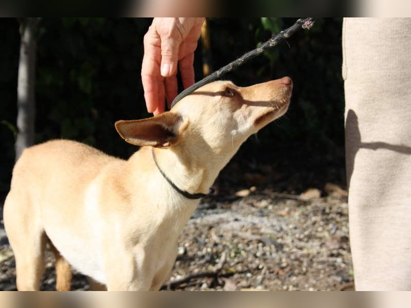 DAISY-zarte, süße Maus einfach ausgesetzt- jetzt wartet sie sehnsüchtig auf liebevolles Zuhause