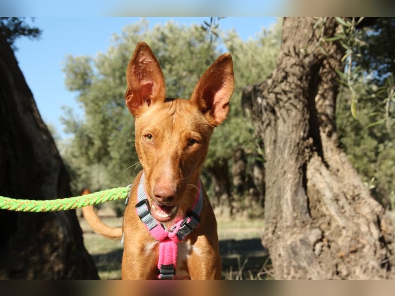 IKER - voller Energie und Lebensfreude