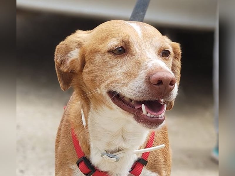 RODRI-besonderer Schatz, lieb, anhänglich wartet sehnsüchtig auf seine liebevolle Für-immer-Familie