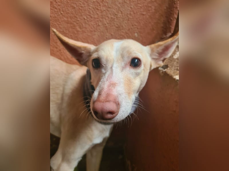 PHENIX - zarter Podenco