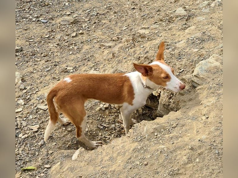 Zuckersüßer DILAN-sanfte Seele auf der Suche nach ihrer liebevollen Für-immer-Familie