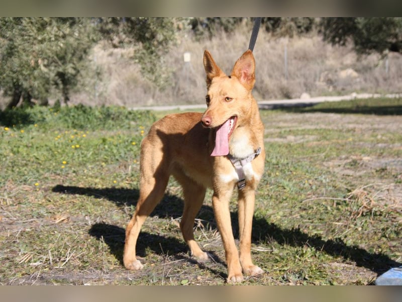 Süßer DYLAN bringt Freude ins Leben und sucht ein liebevolles Zuhause
