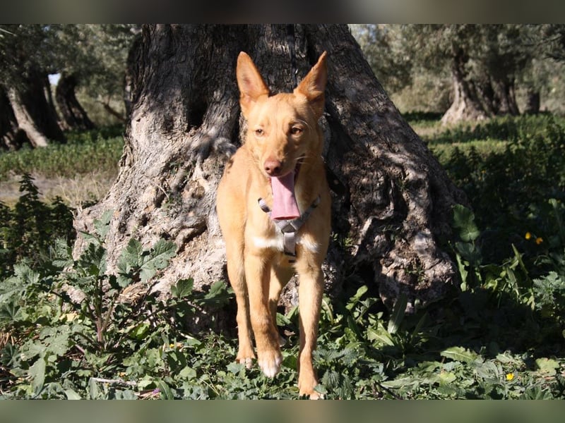 Süßer DYLAN bringt Freude ins Leben und sucht ein liebevolles Zuhause