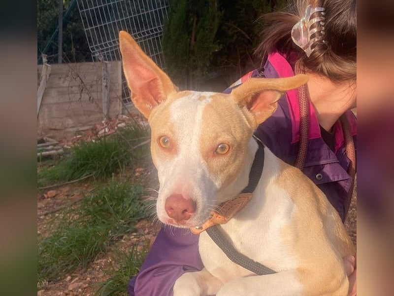 TAPI-wundervoller, junger Bub mit einem großen Herzen sucht seine liebevolle Für-immer-Familie