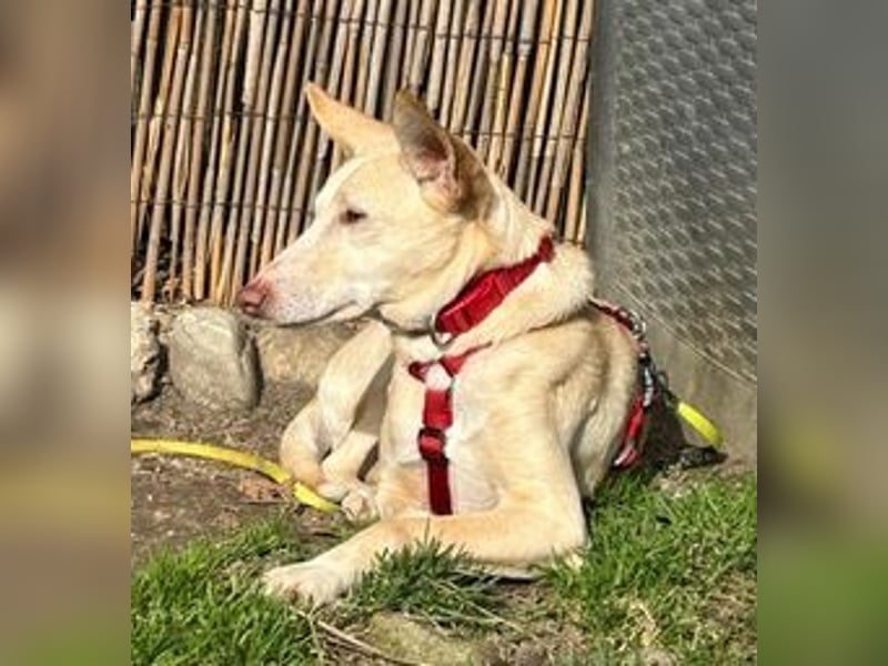 PHENIX - zarter Podenco
