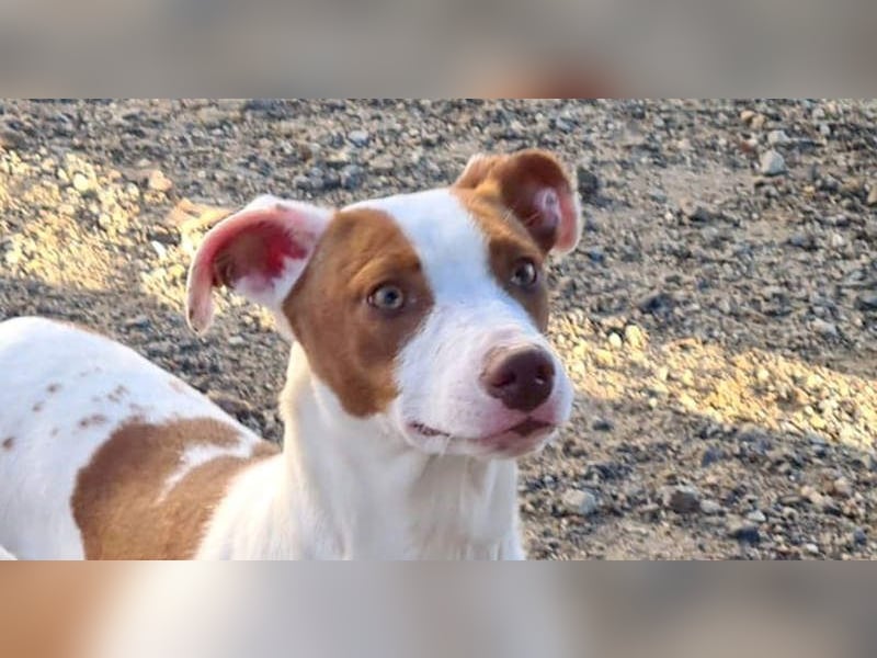 BELI-lieb, sozial, fröhlich, erobert die Herzen im Sturm, sucht ihre Für-immer-Familie