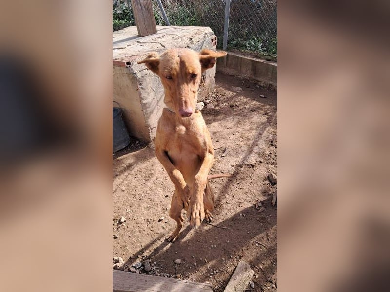 OREO-sein Wesen warm, sanft, zärtlich und voller Vertrauen. Jetzt fehlt nur sein liebevolles Zuhause