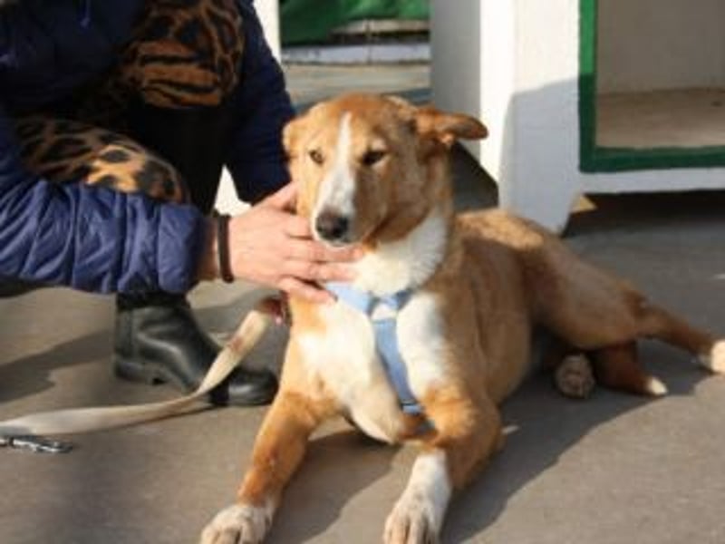 SITA-ein Blick der bleibt und ein Herz voller Lebensfreude sucht seine liebevolle Familie