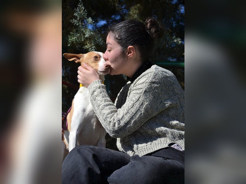 Wunderschöner PINCHO-aus der Tötung gerettet- liebenswert,zutraulich  sucht er endlich seine Familie