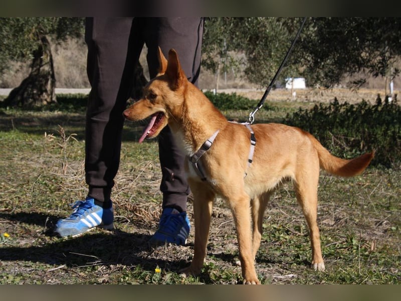 Süßer DYLAN bringt Freude ins Leben und sucht ein liebevolles Zuhause
