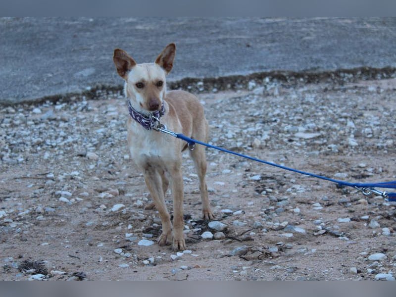 Kleine FUDGE mit riesengroßem, liebenswerten Herzen sehnt sich nach liebevollem Zuhause