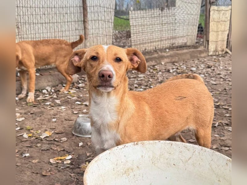 ROBE-gute-Laune-Paket wünscht sich sehnlichst ein liebevolles Zuhause!