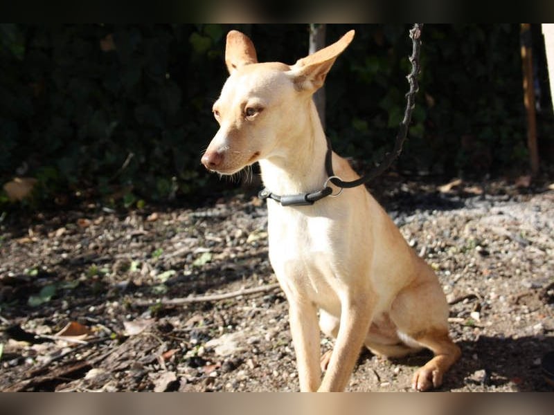 DAISY-zarte, süße Maus einfach ausgesetzt- jetzt wartet sie sehnsüchtig auf liebevolles Zuhause