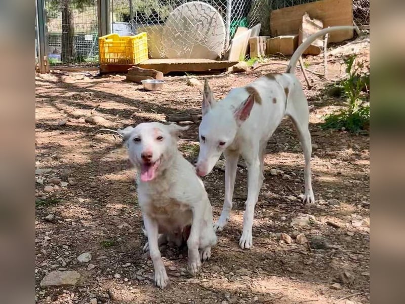 Sanfte NALA-wartet sehnsüchtig auf liebesvolles Für-immer-Zuhause