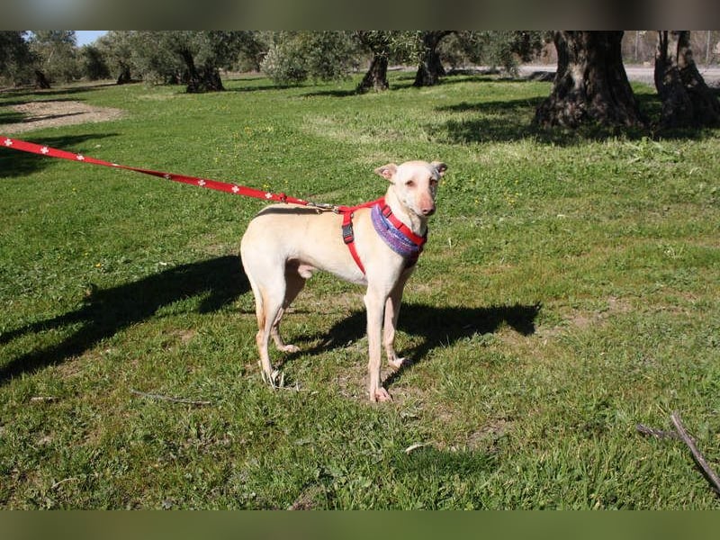 LUCAS-liebenswert, anhänglich, freundlich,  aber nach Ende der Jagdsaison einfach ausgesetzt