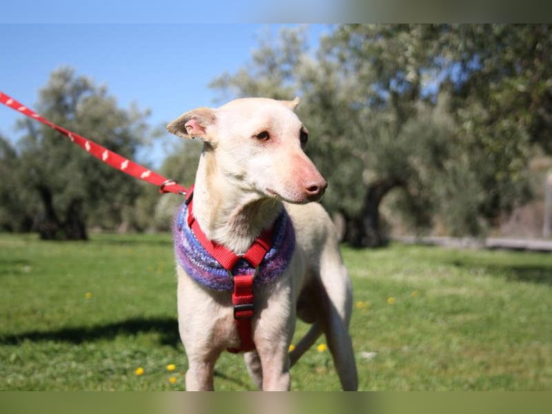 LUCAS-liebenswert, anhänglich, freundlich,  aber nach Ende der Jagdsaison einfach ausgesetzt