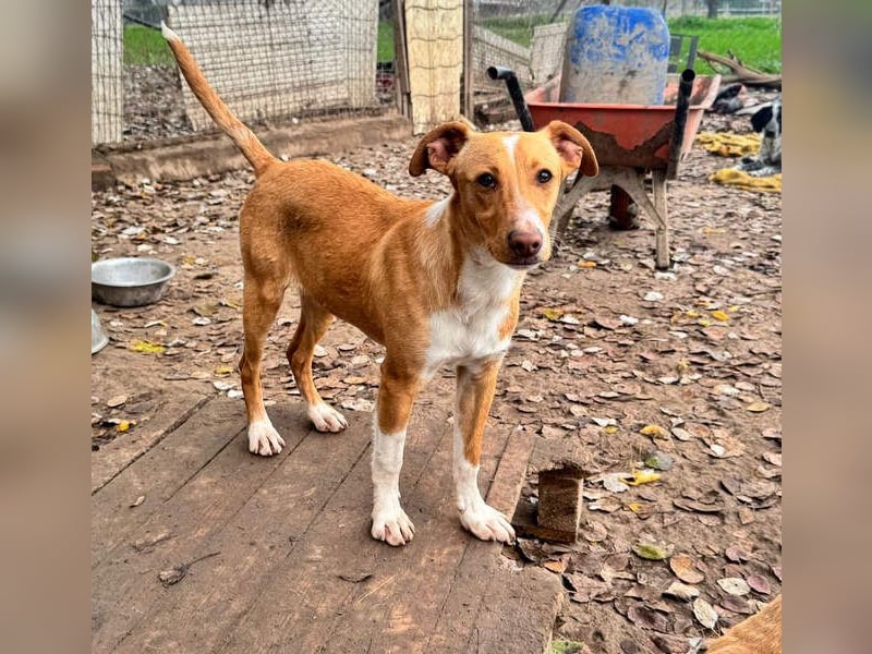 ROBE-gute-Laune-Paket wünscht sich sehnlichst ein liebevolles Zuhause!