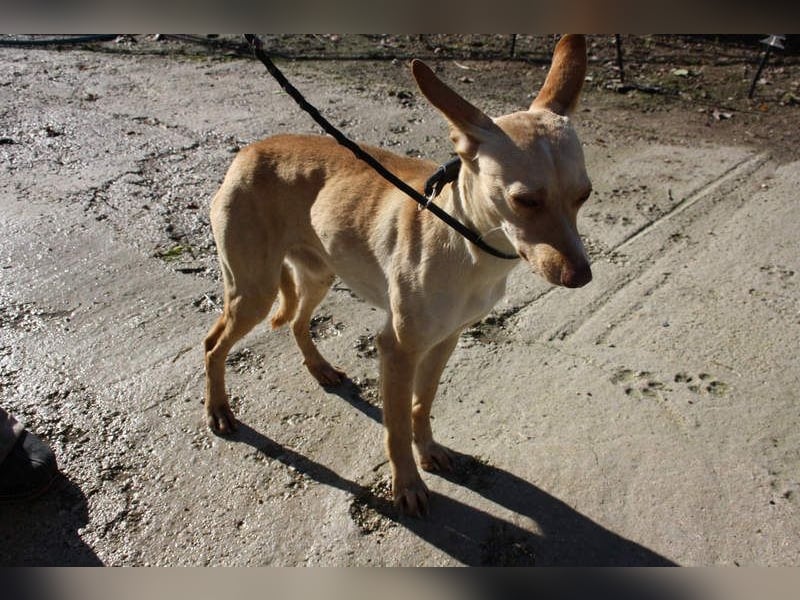 DAISY-zarte, süße Maus einfach ausgesetzt- jetzt wartet sie sehnsüchtig auf liebevolles Zuhause