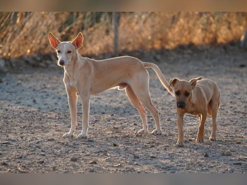 PHENIX - zarter Podenco