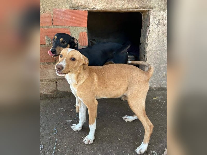ROBE-gute-Laune-Paket wünscht sich sehnlichst ein liebevolles Zuhause!
