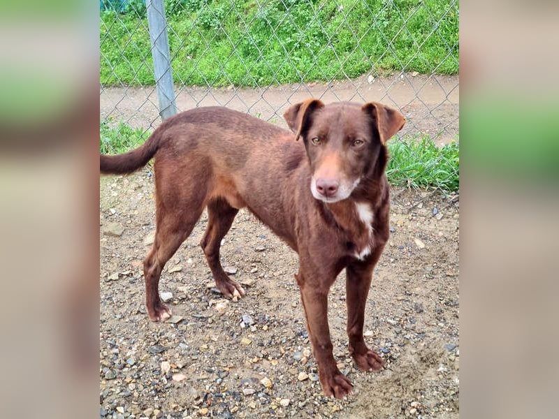 COLT- freundlicher, gut gelaunter Bub wartet sehnsüchtig auf seine liebevolle Für-immer-Familie