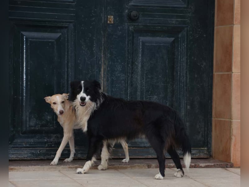 PHENIX - zarter Podenco
