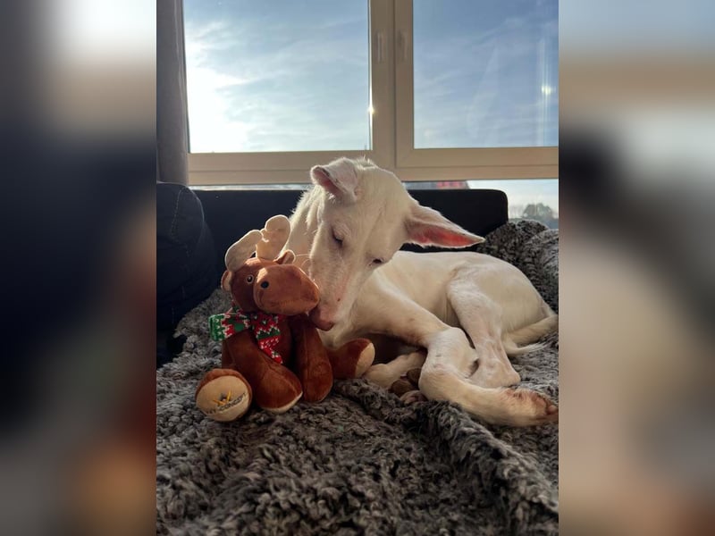 Susona – wartet in 47918 Tönisvorst auf dich