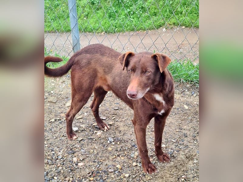 COLT- freundlicher, gut gelaunter Bub wartet sehnsüchtig auf seine liebevolle Für-immer-Familie