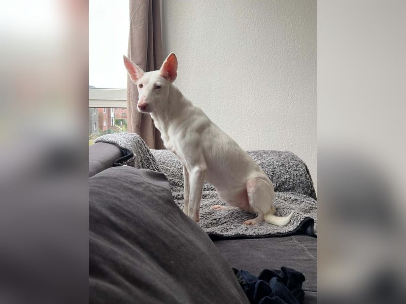 Susona – wartet in 47918 Tönisvorst auf dich