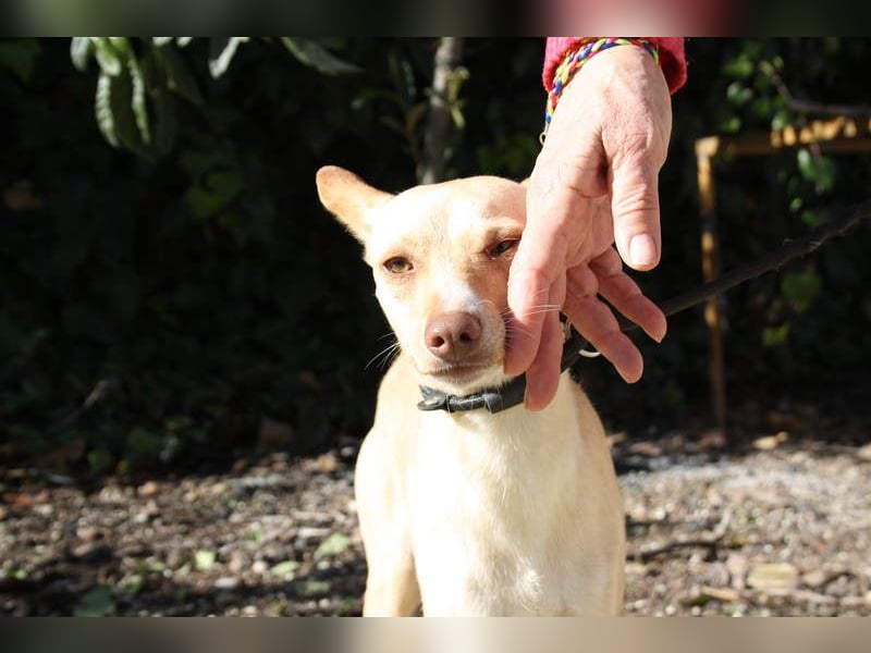 DAISY-zarte, süße Maus einfach ausgesetzt- jetzt wartet sie sehnsüchtig auf liebevolles Zuhause