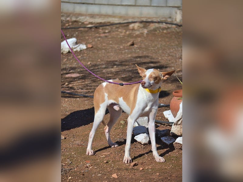 Wunderschöner PINCHO-aus der Tötung gerettet- liebenswert,zutraulich  sucht er endlich seine Familie