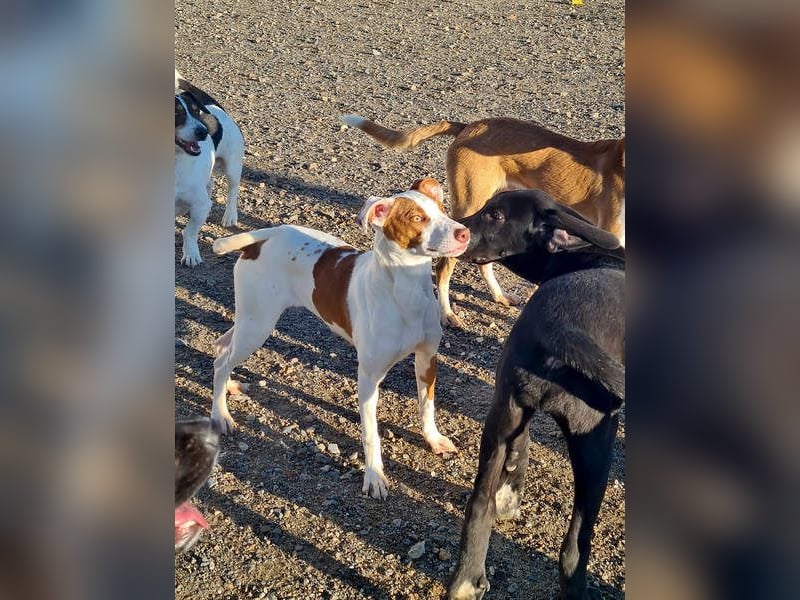 BELI-lieb, sozial, fröhlich, erobert die Herzen im Sturm, sucht ihre Für-immer-Familie