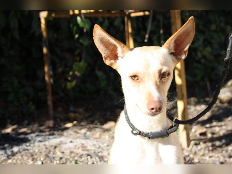 DAISY-zarte, süße Maus einfach ausgesetzt- jetzt wartet sie sehnsüchtig auf liebevolles Zuhause