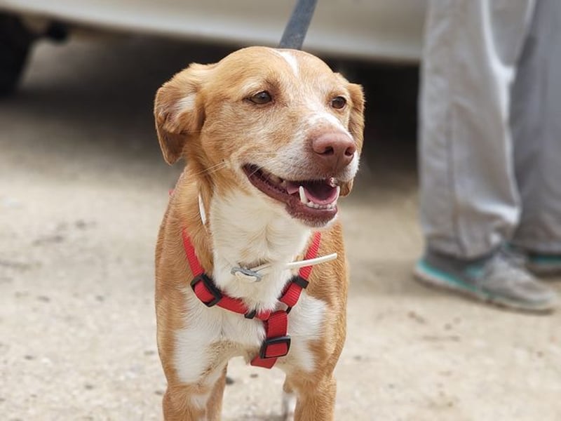 RODRI-besonderer Schatz, lieb, anhänglich wartet sehnsüchtig auf seine liebevolle Für-immer-Familie