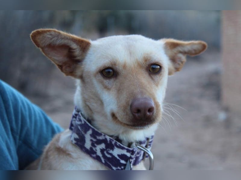 Kleine FUDGE mit riesengroßem, liebenswerten Herzen sehnt sich nach liebevollem Zuhause